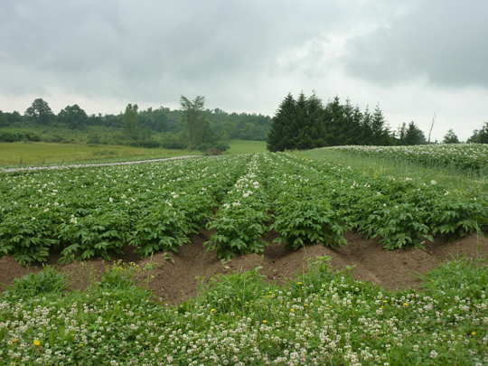 Blooming potatoes on the knoll
