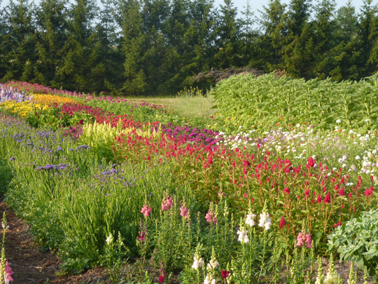 A field of flowers for cutting