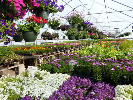 Colorful blooms await customers in greenhouse