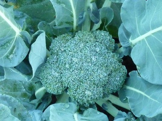 A head of broccoli ready for harvest